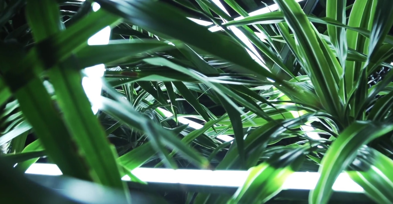rustie-lost-attak-raptor-video-green-language-2014